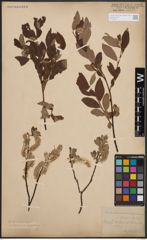 Foto von Salix cinerea L. x Salix lapponum L.